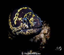 Chain Moray eel with Marelux SOFT by Magali Marquez 